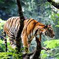 Kerala Wildlife Sanctuaries